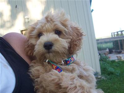 Puppies in BLUFFTON